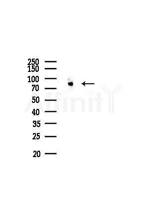 SLC9A7 Antibody - Western blot analysis of lysates from Rat brain, using SLC9A7 Antibody at 1/1000 dilution.