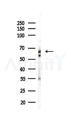 SLC9A9 Antibody - Western blot analysis of lysates from RAW264.