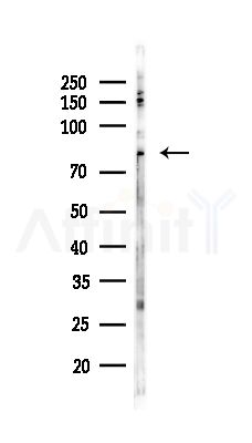 SLC5A3 Antibody - Western blot analysis of lysates from RAW264.