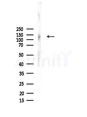 SOS2 Antibody - Western blot analysis of lysates from Rat testis, using SOS2 Antibody at 1/1000 dilution.