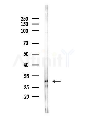 SFRS2B Antibody - Western blot analysis of lysates from RAW264.