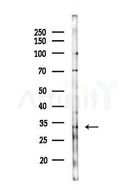 SFRS2B Antibody - Western blot analysis of lysates from Hela cells(heat-shock,45min treatment), using SFRS2B Antibody at 1/1000 dilution.