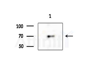 SVOP Antibody - Western blot analysis of extracts from HUVEC cells, using SVOP Antibody at 1/1000 dilution.