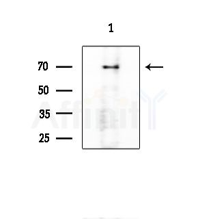 SVOP Antibody - Western blot analysis of extracts from Rat brain, using SVOP Antibody at 1/1000 dilution.