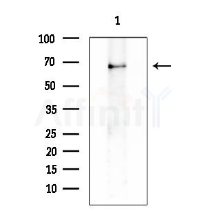 SVOP Antibody - Western blot analysis of extracts from Mouse testis, using SVOP Antibody at 1/1000 dilution.