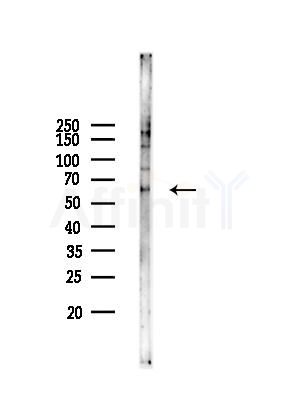 SVOP Antibody - Western blot analysis of lysates from Mouse 丸, using SVOP Antibody at 1/1000 dilution.
