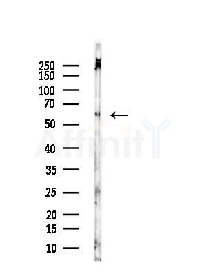 SVOP Antibody - Western blot analysis of lysates from Rat brain, using SVOP Antibody at 1/1000 dilution.