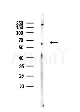 SVOP Antibody - Western blot analysis of lysates from HUVEC cells, using SVOP Antibody at 1/1000 dilution.