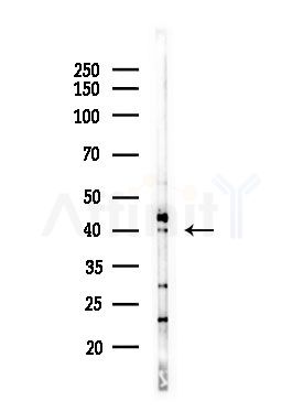 TSSK4 Antibody - Western blot analysis of lysates from Hela cells(heat-shock,45min treatment), using TSSK4 Antibody at 1/1000 dilution.