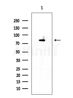 TOR1AIP1 Antibody - Western blot analysis of extracts from Mouse testis, using TOR1AIP1 Antibody at 1/1000 dilution.