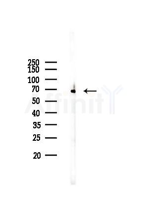 TOR1AIP1 Antibody - Western blot analysis of lysates from Mouse 丸, using TOR1AIP1 Antibody at 1/1000 dilution.