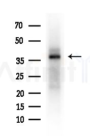 GTF3A Antibody - Western blot analysis of extracts from Mouse testis, using GTF3A Antibody at 1/1000 dilution.