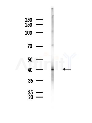 GTF3A Antibody - Western blot analysis of lysates from Mouse testis, using GTF3A Antibody at 1/1000 dilution.
