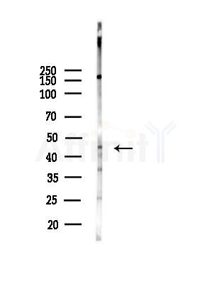 MTERF Antibody - Western blot analysis of lysates from COLO205 cells, using MTERF Antibody at 1/1000 dilution.