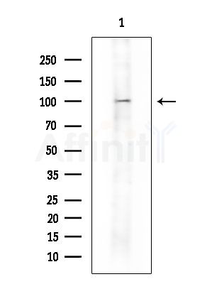 USP13 Antibody - Western blot analysis of extracts from HUVEC cells, using USP13 Antibody at 1/1000 dilution.