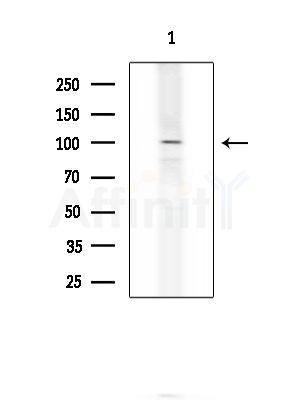 USP13 Antibody - Western blot analysis of extracts from COLO205 cells, using USP13 Antibody at 1/1000 dilution.