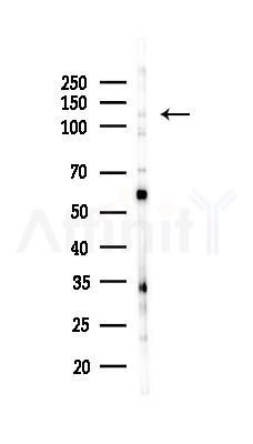 USP43 Antibody - Western blot analysis of lysates from RAW264.