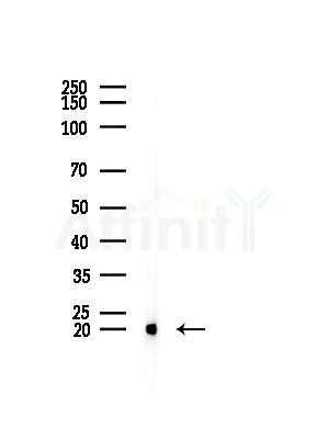 UBE2D2 Antibody - Western blot analysis of lysates from Mouse testis, using UBE2D2 Antibody at 1/1000 dilution.