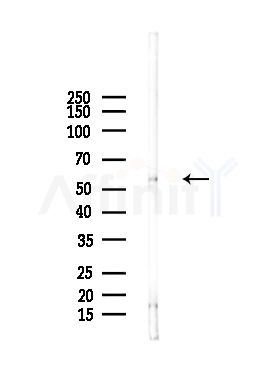 UGDH Antibody - Western blot analysis of lysates from Rat liver, using UGDH Antibody at 1/1000 dilution.