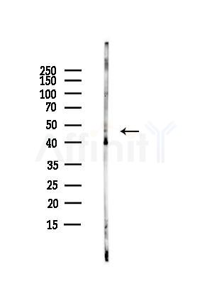 VPS26B Antibody - Western blot analysis of lysates from HUVEC cells, using VPS26B Antibody at 1/1000 dilution.