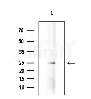 SFT2B Antibody - Western blot analysis of extracts from Mouse testis, using SFT2B Antibody at 1/1000 dilution.
