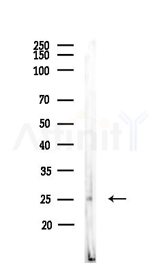 VTI1B Antibody - Western blot analysis of lysates from MCF7 cells(heat-shock,45min treatment), using VTI1B Antibody at 1/1000 dilution.