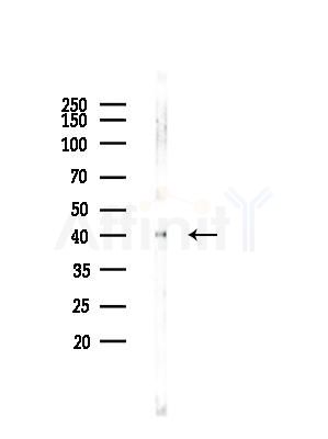 CACNG7 Antibody - Western blot analysis of lysates from Rat brain, using CACNG7 Antibody at 1/1000 dilution.