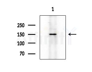 ZBTB40 Antibody - Western blot analysis of extracts from RAW264.