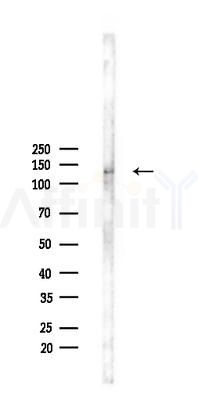 ZBTB40 Antibody - Western blot analysis of lysates from RAW264.