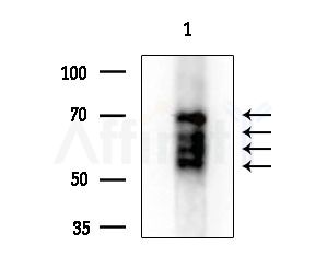 ZSCAN22 Antibody - Western blot analysis of extracts from RAW264.
