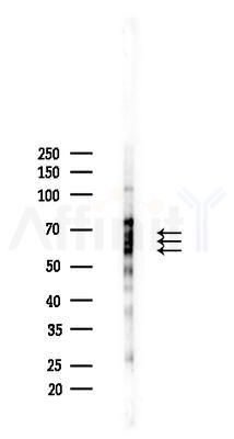 ZSCAN22 Antibody - Western blot analysis of lysates from RAW264.