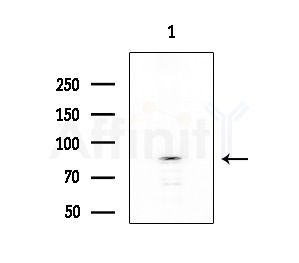 ZZZ3 Antibody - Western blot analysis of extracts from HUVEC cells, using ZZZ3 Antibody at 1/1000 dilution.