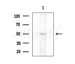 SLC30A9 Antibody - Western blot analysis of extracts from K562 cells
(heat-shock treatment), using SLC30A9 Antibody at 1/1000 dilution.