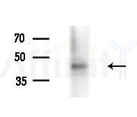 ZIP7 Antibody - Western blot analysis of extracts from HepG2 cells(LPS 4h treatment), using ZIP7 Antibody at 1/1000 dilution.