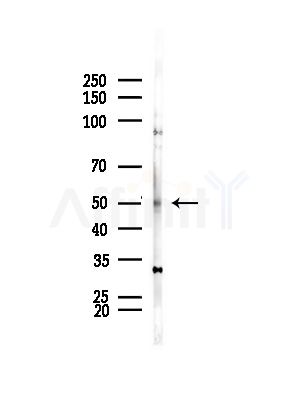 ZIP7 Antibody - Western blot analysis of lysates from HepG2 cells(LPS,4h treatment), using ZIP7 Antibody at 1/1000 dilution.