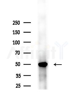 ZADH2 Antibody - Western blot analysis of extracts from Mouse liver, using ZADH2 Antibody at 1/1000 dilution.