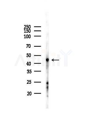 ZADH2 Antibody - Western blot analysis of lysates from Mouse liver, using ZADH2 Antibody at 1/1000 dilution.