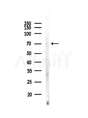 ZP1 Antibody - Western blot analysis of lysates from PC12 cells, using ZP1 Antibody at 1/1000 dilution.