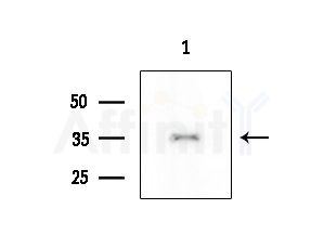 RNF130 Antibody - Western blot analysis of extracts from Mouse liver, using RNF130 Antibody at 1/1000 dilution.