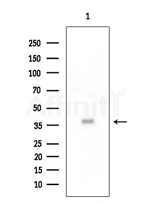 RNF130 Antibody - Western blot analysis of extracts from Rat testis, using RNF130 Antibody at 1/1000 dilution.