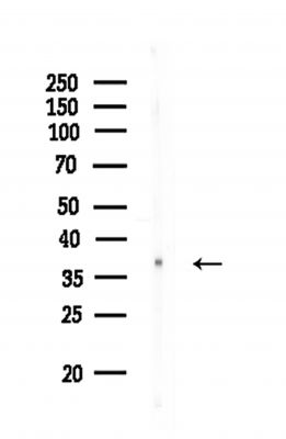 RNF130 Antibody - Western blot analysis of lysates from HUVEC cells, using RNF130 Antibody at 1/1000 dilution.