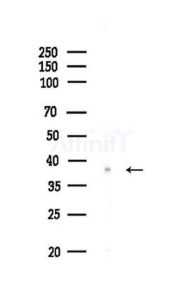 RNF130 Antibody - Western blot analysis of lysates from Rat testis, using RNF130 Antibody at 1/1000 dilution.
