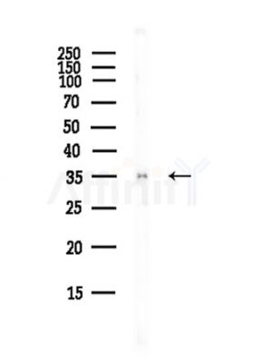 RNF130 Antibody - Western blot analysis of lysates from Mouse liver, using RNF130 Antibody at 1/1000 dilution.