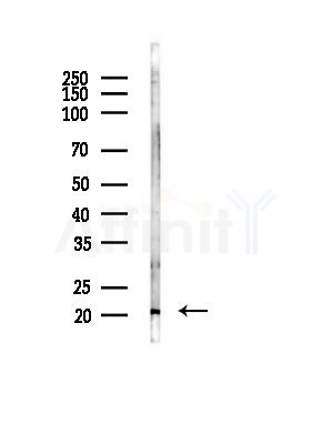 THOC4 Antibody - Western blot analysis of lysates from Rat brain, using THOC4 Antibody at 1/1000 dilution.