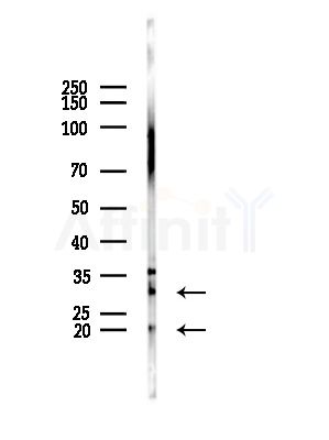 THOC4 Antibody - Western blot analysis of lysates from Mouse testis, using THOC4 Antibody at 1/1000 dilution.