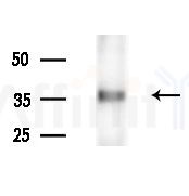 RNF113B Antibody - Western blot analysis of extracts from Rat brain, using RNF113B Antibody at 1/1000 dilution.