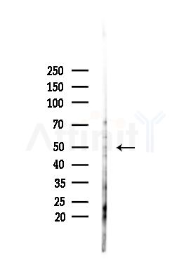 TEAD3 Antibody - Western blot analysis of lysates from PC12 cells(heat-shock,45min treatment), using TEAD3 Antibody at 1/1000 dilution.