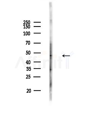 ZNF446 Antibody - Western blot analysis of lysates from B16F10-LUC cells(starvation,24h treatment), using ZNF446 Antibody at 1/1000 dilution.