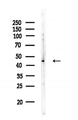 ZDHHC2 Antibody - Western blot analysis of lysates from HUVEC cells, using ZDHHC2 Antibody at 1/1000 dilution.