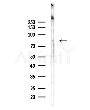 GNE Antibody - Western blot analysis of lysates from Hela cells(LPS,4h treatment), using GNE Antibody at 1/1000 dilution.